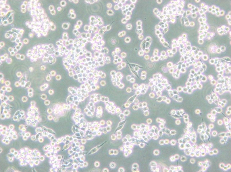 B95-8 Cell Complete Medium - 4