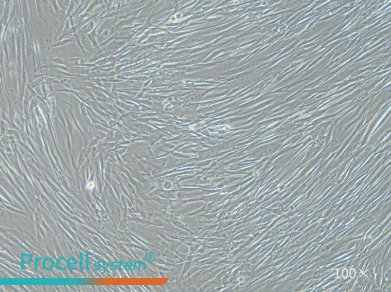 HFL1 Cell Complete Medium - 1