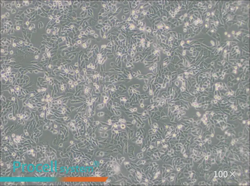CHO Cell Complete Medium - 3
