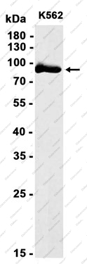 Recombinant CTEN Monoclonal Antibody - 1