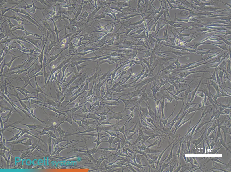 OP9 Cell Complete Medium - 3