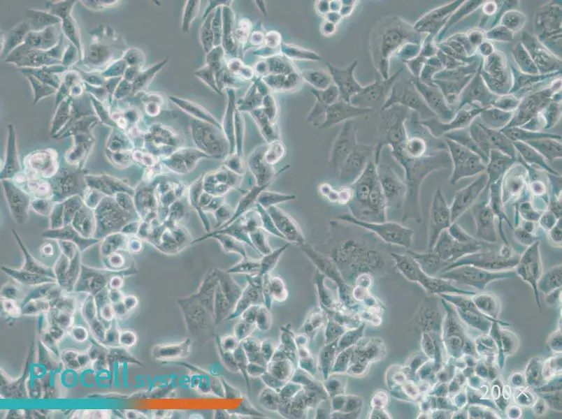 SUIT-2 Cell Complete Medium - 4