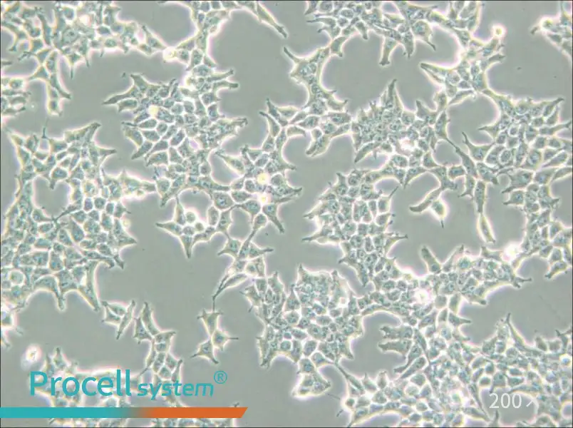 293T/17 Cell Complete Medium - small - 4