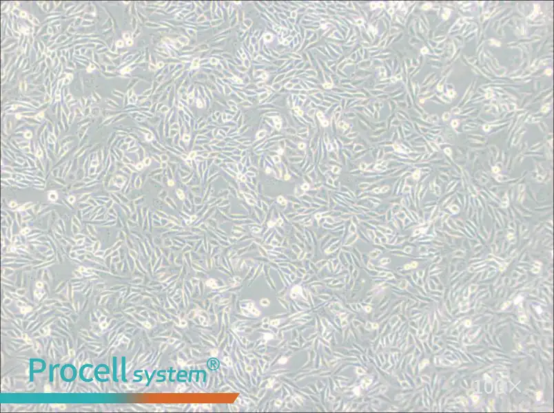 CHO-K1 Cell Complete Medium - 1