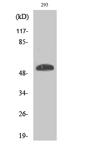 Western Blot analysis of 293 cells with Phospho-p53 (Ser46) Polyclonal Antibody at dilution of 1:1000