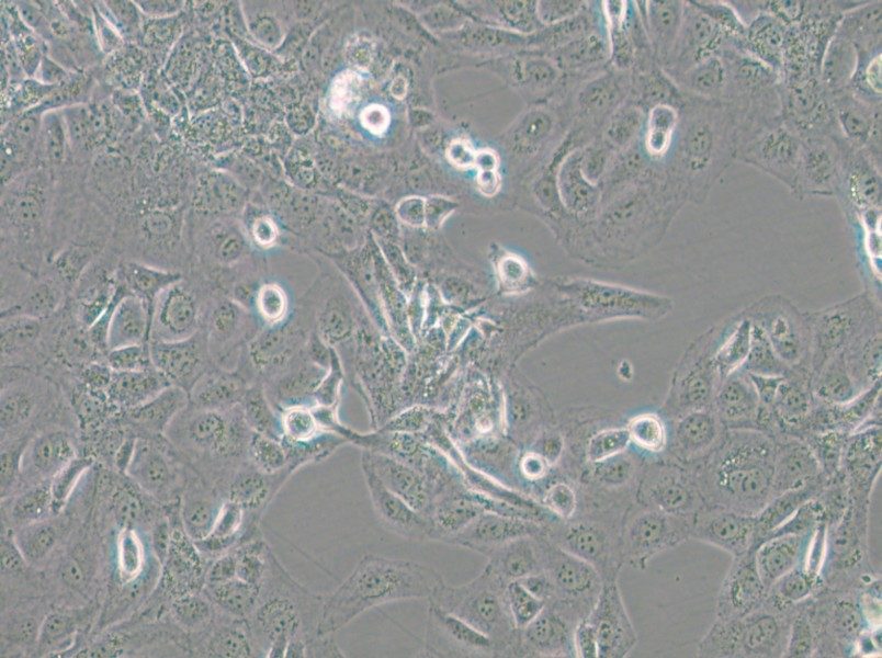 GLAG-66 Cell Complete Medium - 4