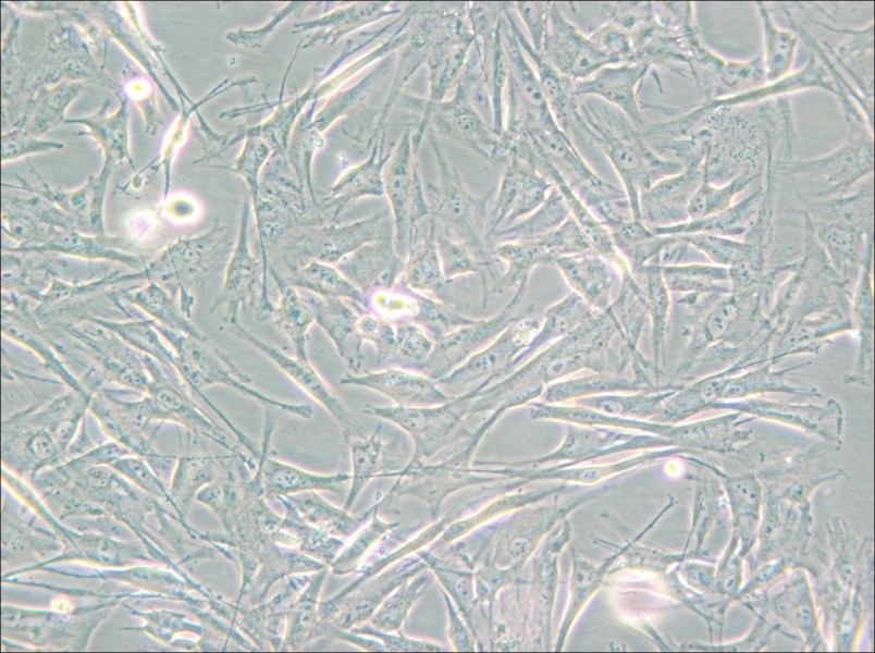 NCI-H2452 [H2452] Cell Complete Medium - small - 6