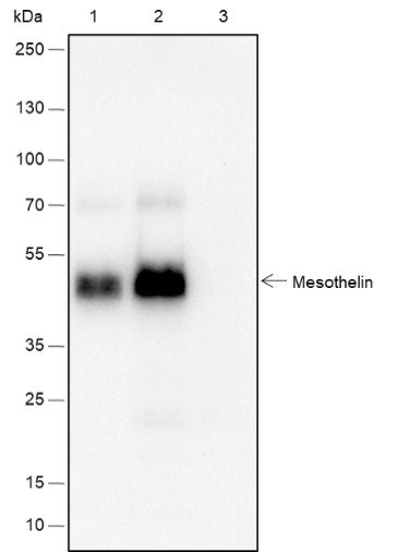 Recombinant Mesothelin Monoclonal Antibody - 2