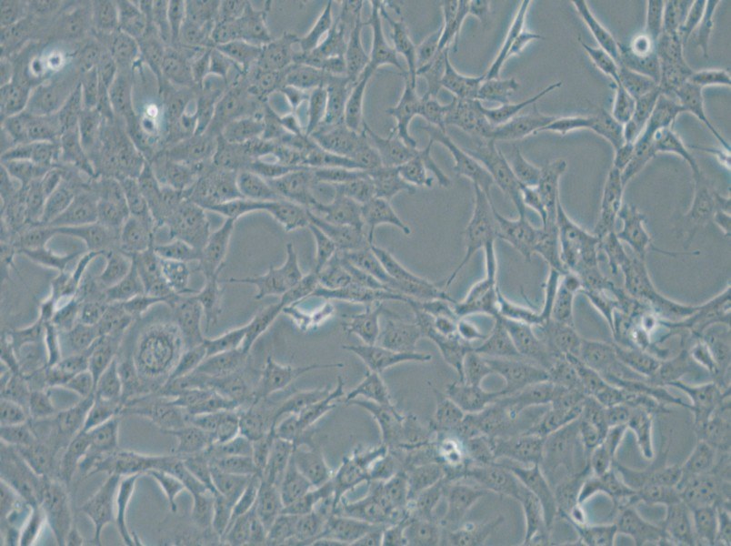 MPC-5 Cell Complete Medium - 4