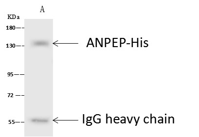CD13 /ANPEP Monoclonal Antibody - small - 2