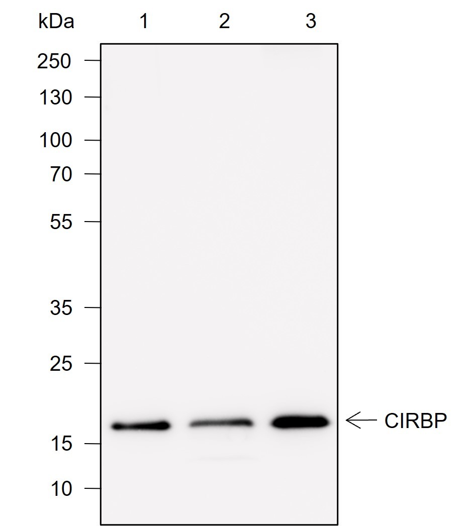 Recombinant CIRBP Monoclonal Antibody-searchlist-1