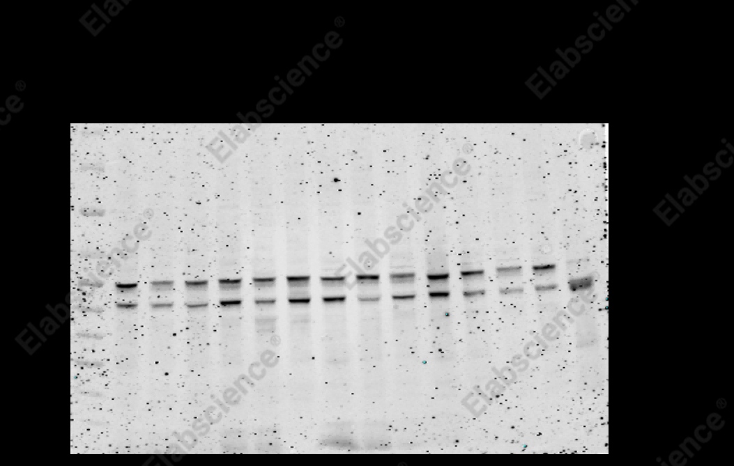 Recombinant JNK1/2/3 Monoclonal Antibody - 1