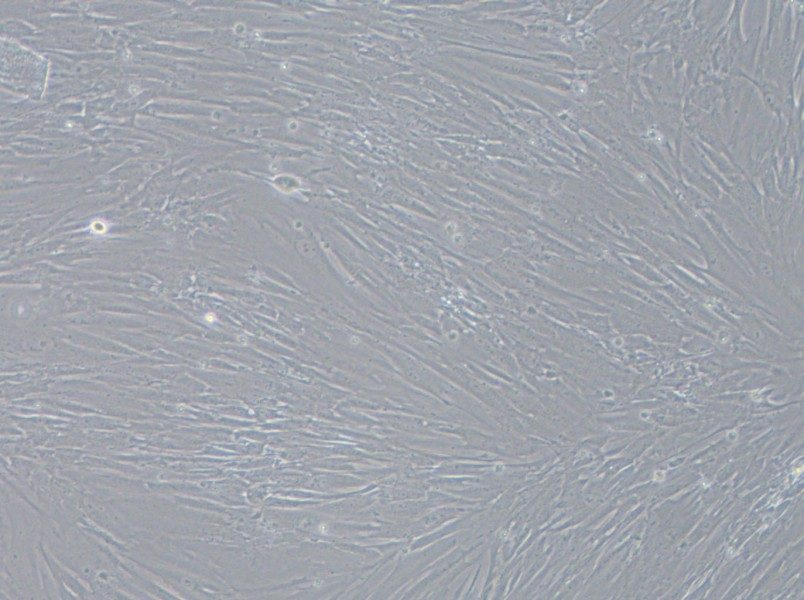 IMR-90 Cell Complete Medium - small - 3
