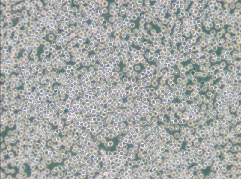 HAL-01 Cell Complete Medium - 2