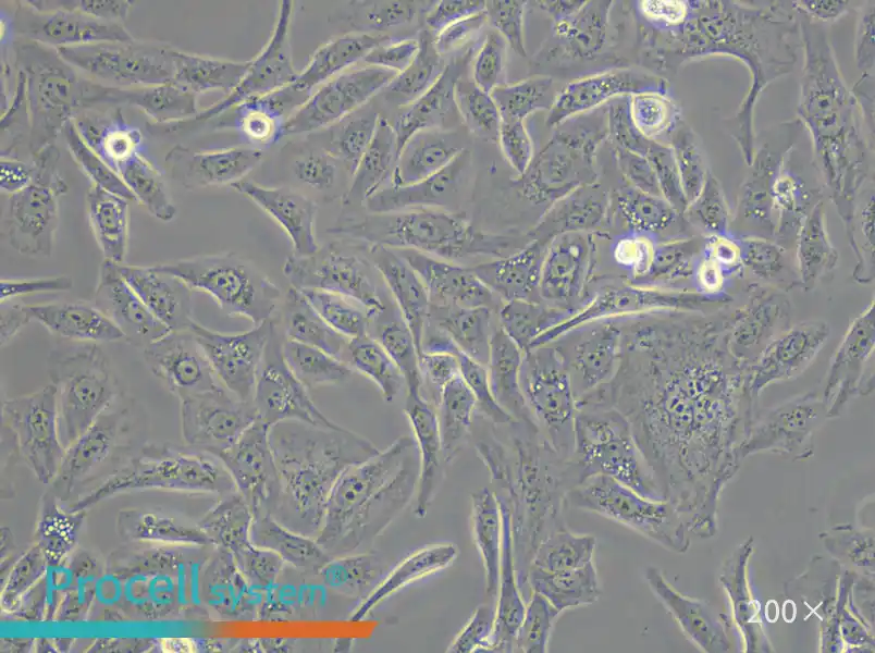 GBC-SD Cell Complete Medium - small - 5