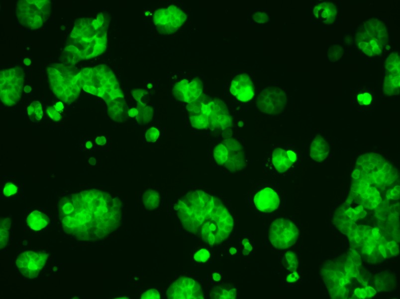 HT-29-GFP Cell Complete Medium-searchlist-1
