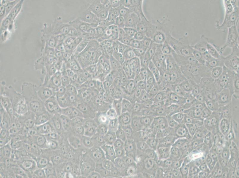 MCF-12A Cell Complete Medium - small - 4