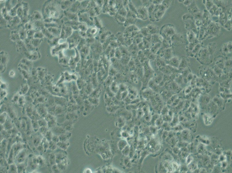 QGP-1 Cell Complete Medium - small - 6