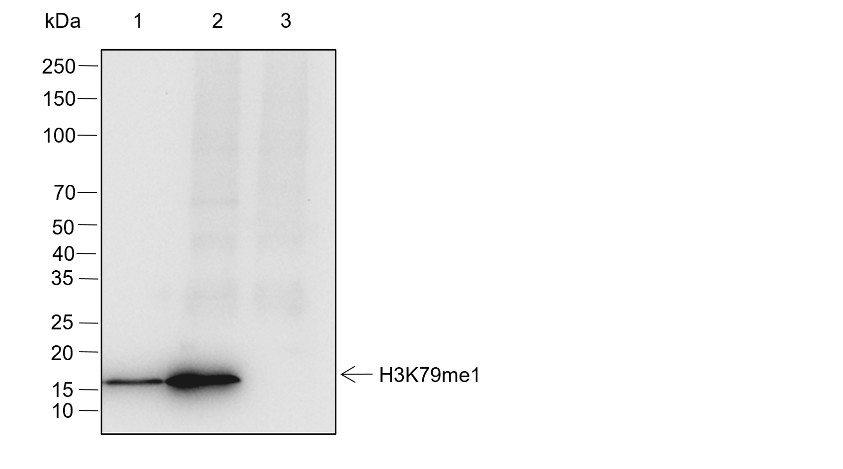 Recombinant Histone H3 (Mono Methyl Lys79) Monoclonal Antibody - 3