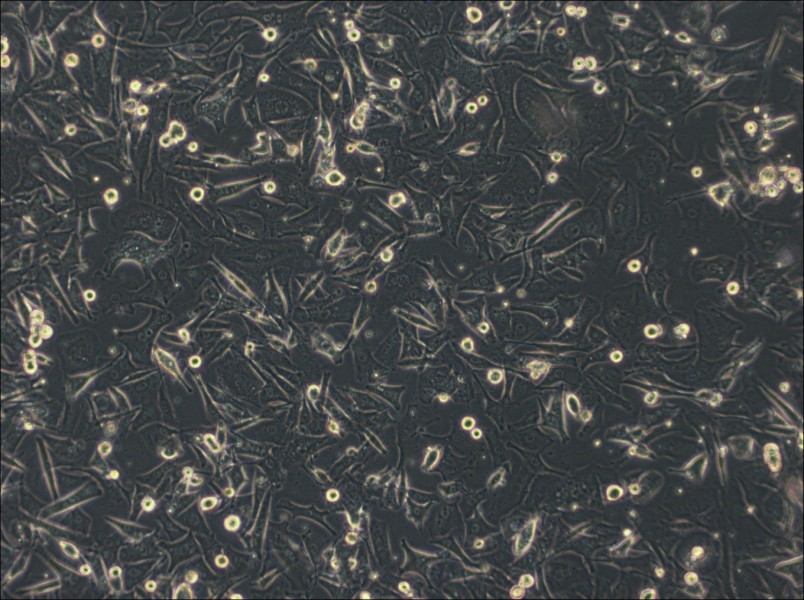 Malme-3M Cell Complete Medium - 2