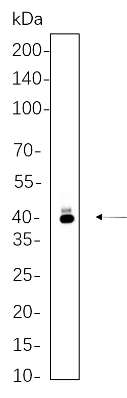 Recombinant PAX5 Monoclonal Antibody-searchlist-1
