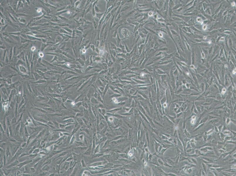 CRFK Cell Complete Medium-searchlist-1