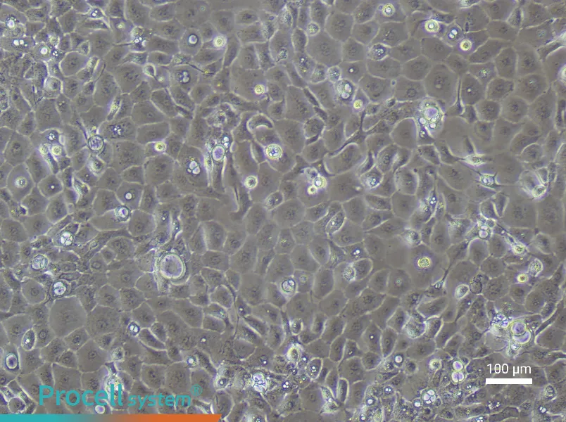 Rabbit Corneal Epithelial Cell Complete Medium - 1