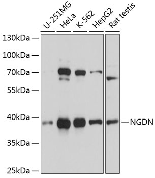 Western blot analysis of extracts of various cell lines using NGDN Polyclonal Antibody at 1:3000 dilution.