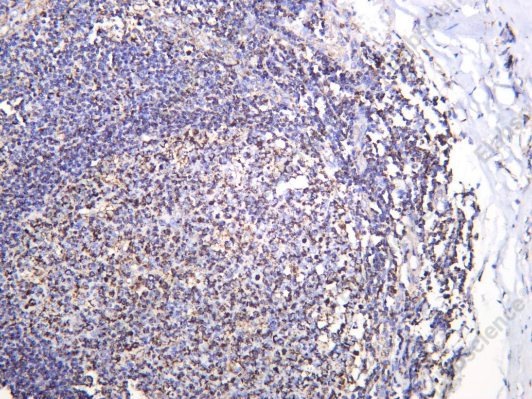 Recombinant SHMT Monoclonal Antibody - 2