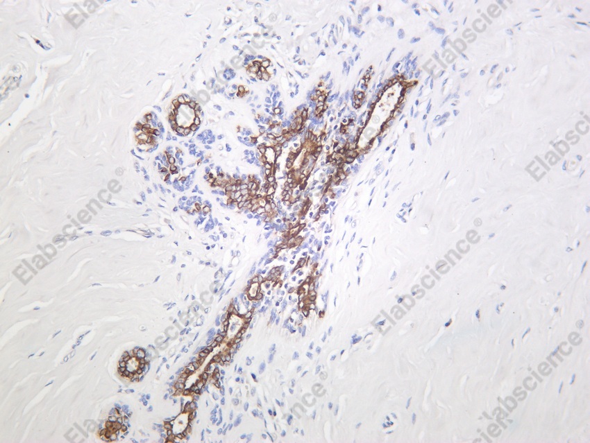 Recombinant Phospho-GSK3 beta (Ser9) Monoclonal Antibody - 3