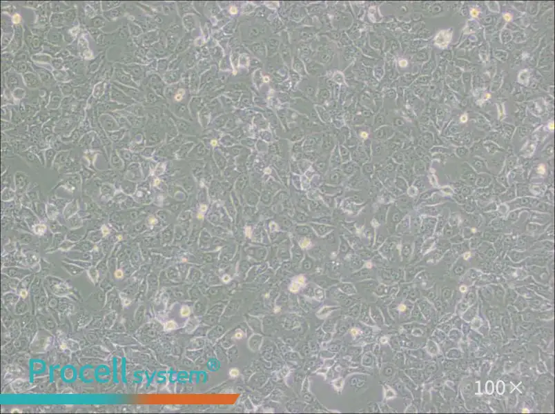 BHT101 Cell Complete MediumBHT101 Cell Complete Medium - 3