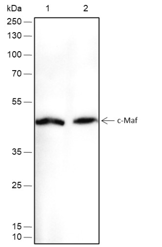 Recombinant c-Maf Monoclonal Antibody-searchlist-1