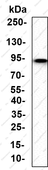 Recombinant SLAM Monoclonal Antibody - 1
