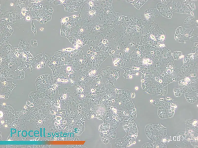 HEC-1-A Cell Complete Medium - 2