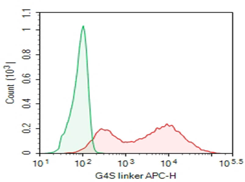 HEK293T cells transfected with anti-CD19(FMC63 scFv with G4S linker) CAR were stained with 0.2 ug Purified Anti- G4S linker Antibody[DA010] (Right) and 0.2 ug Rabbit IgG, &kappa; Isotype Control (Left), followed by APC-conjugated Goat Anti-Rabbit IgG Secondary Antibody.