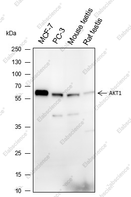 Recombinant AKT1 Monoclonal Antibody - 1