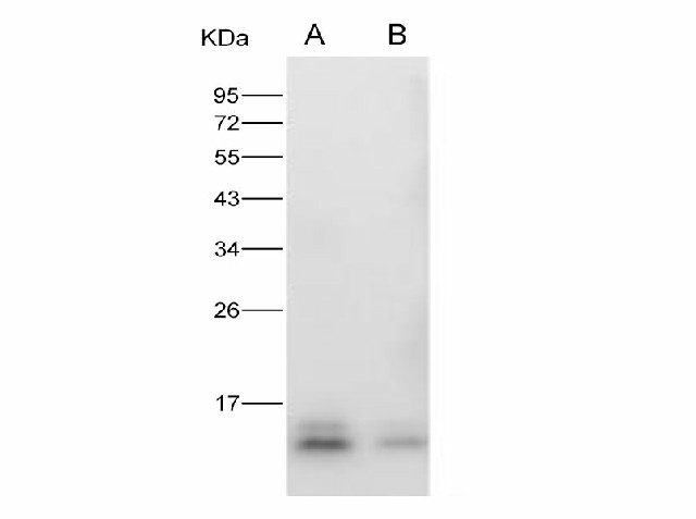 Western Blot analysis of Recombinant ZIKV (strain Zika SPH2015) Envelope protein (Domain III, His Tag)(PKSV030271 with 30ng and 10ng) using Anti-Zika virus(ZIKV)(strain Zika SPH2015) ZIKV-E/Envelope Protein Monoclonal Antibody at dilution of 1:1000.