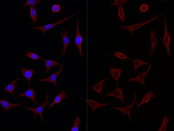 Immunofluorescent analysis of HEK293 cells with anti-beta Tubulin monoclonal antibody at dilution of 1:4000.