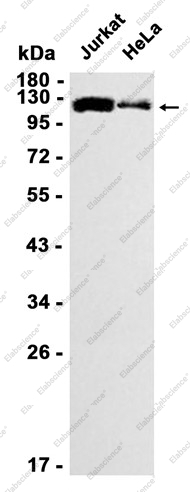 Recombinant Matrin 3 Monoclonal Antibody - 1