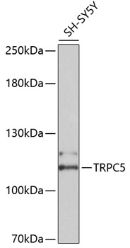 Western blot analysis of extracts of SH-SY5Y cells using TRPC5 Polyclonal Antibody at dilution of 1:2000.