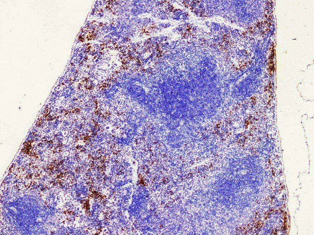 Immunohistochemistry of paraffin-embedded Mouse spleen using S100A9 Polyclonal Antibody at dilution of 1:200(100?)