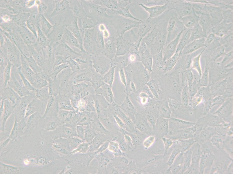 SJSA-1 Cell Complete Medium - 6