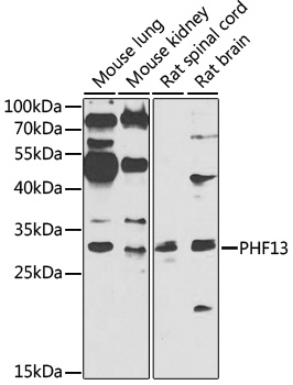 Western blot analysis of extracts of various cell lines using PHF13 Polyclonal Antibody at 1:1000 dilution.