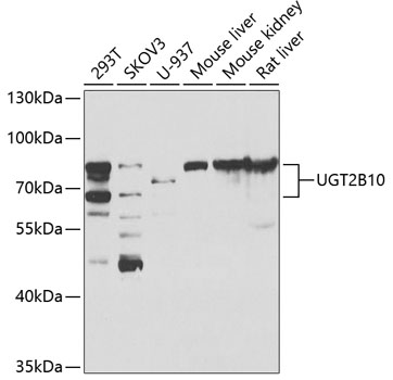 Western blot analysis of extracts of various cell lines using UGT2B10 Polyclonal Antibody at 1:1000 dilution.