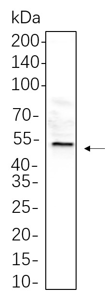 Recombinant HNF-4α Monoclonal Antibody-searchlist-1