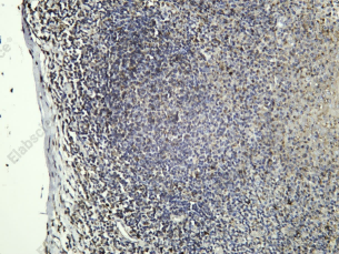 Recombinant LAMTOR1/C11orf59 Monoclonal Antibody - 1
