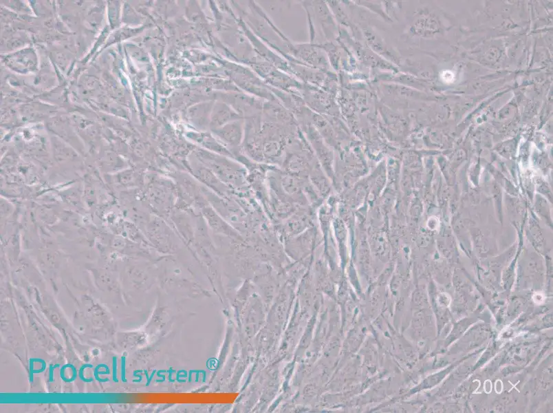 MC3T3-E1 Subclone 24 Cell Complete Medium - small - 5