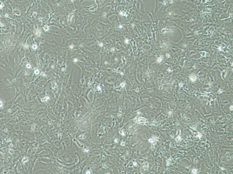 HCC38 Cell Complete MediumHCC38 Cell Complete Medium - 2