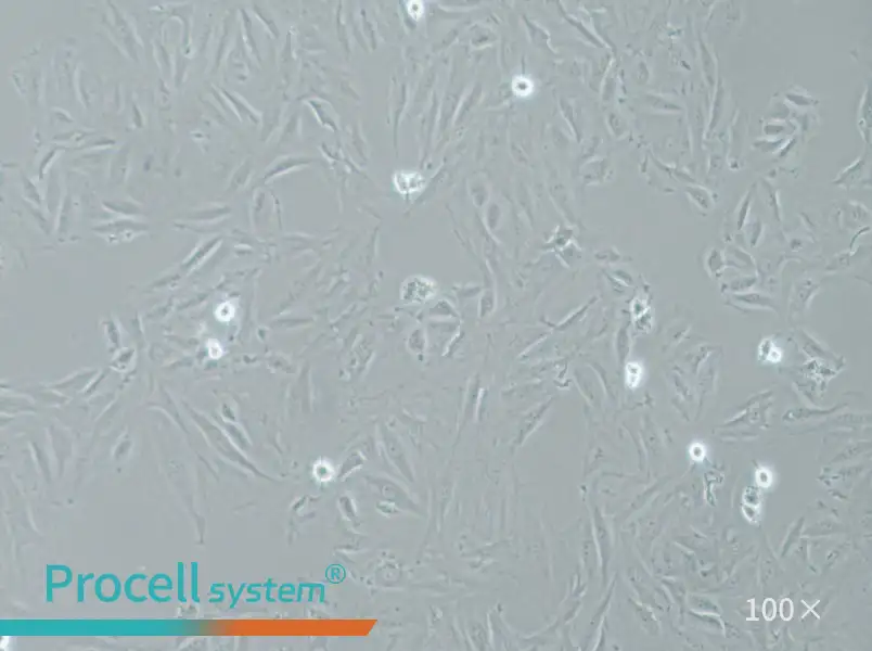 NRK-49F Cell Complete Medium - 3