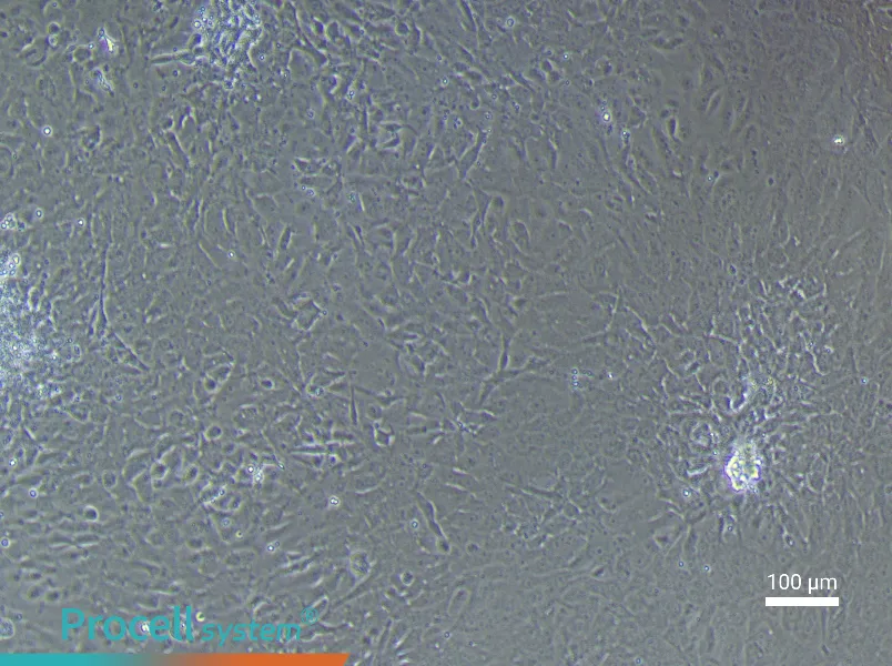 Rat Bladder Transitional Epithelial Cell Complete Medium - 1